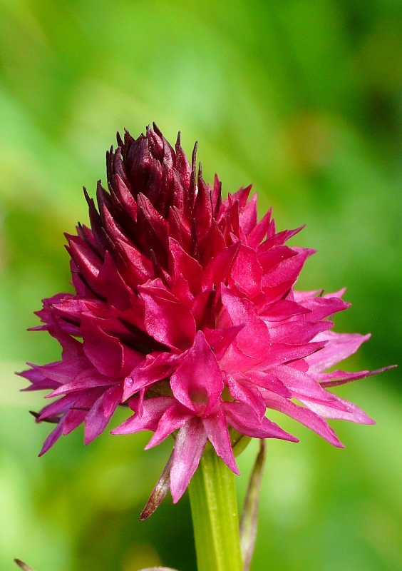 Nigritella, Dactylorhiza perverseemaltempo! Dolomiti luglio 2014.